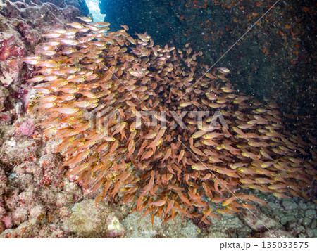 キンメモドキ大群。ヒリゾ浜南伊豆町中木 静岡県伊豆半島-2025 日本有数のシュノーケリングスポット キンメモドキ大群。ヒリゾ浜南伊豆町中木 静岡県伊豆半島-2025 日本有数のシュノーケリングスポット 135033575