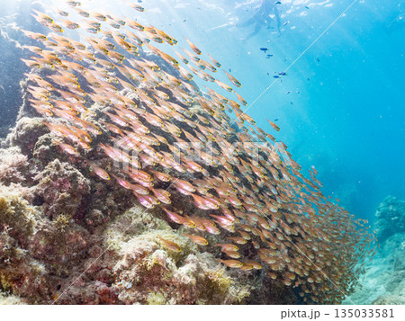 キンメモドキ大群。ヒリゾ浜南伊豆町中木 静岡県伊豆半島-2025 日本有数のシュノーケリングスポット 135033581