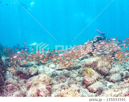 キンメモドキ大群。ヒリゾ浜南伊豆町中木 静岡県伊豆半島-2025 日本有数のシュノーケリングスポット 135033591