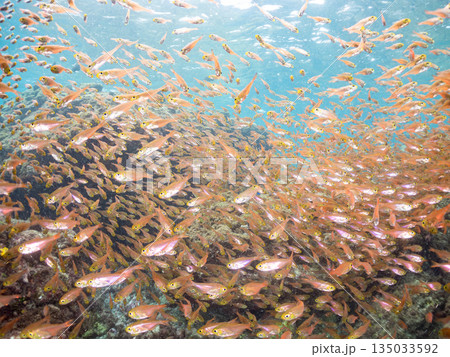 キンメモドキ大群。ヒリゾ浜南伊豆町中木 静岡県伊豆半島-2025 日本有数のシュノーケリングスポット 135033592