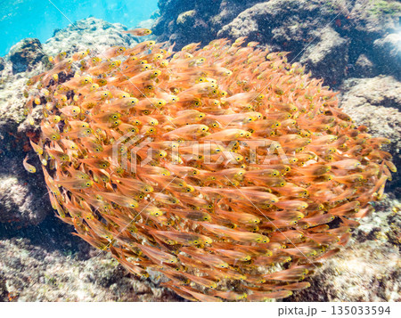 キンメモドキ大群。ヒリゾ浜南伊豆町中木 静岡県伊豆半島-2025 日本有数のシュノーケリングスポット キンメモドキ大群。ヒリゾ浜南伊豆町中木 静岡県伊豆半島-2025 日本有数のシュノーケリングスポット 135033594