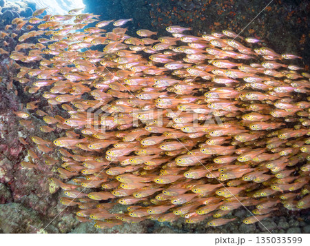 キンメモドキ大群。ヒリゾ浜南伊豆町中木 静岡県伊豆半島-2025 日本有数のシュノーケリングスポット 135033599