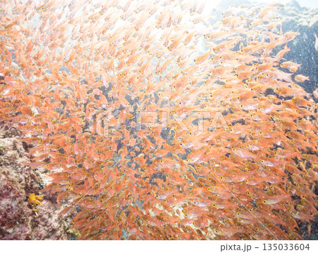 キンメモドキ大群。ヒリゾ浜南伊豆町中木 静岡県伊豆半島-2025 日本有数のシュノーケリングスポット 135033604