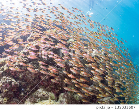 キンメモドキ大群。ヒリゾ浜南伊豆町中木 静岡県伊豆半島-2025 日本有数のシュノーケリングスポット 135033607