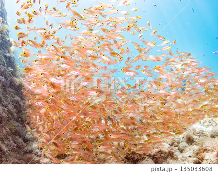 キンメモドキ大群。ヒリゾ浜南伊豆町中木 静岡県伊豆半島-2025 日本有数のシュノーケリングスポット 135033608