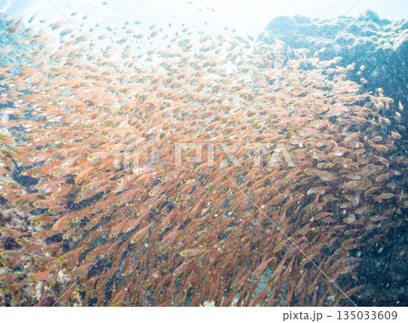 キンメモドキ大群。ヒリゾ浜南伊豆町中木 静岡県伊豆半島-2025 日本有数のシュノーケリングスポット キンメモドキ大群。ヒリゾ浜南伊豆町中木 静岡県伊豆半島-2025 日本有数のシュノーケリングスポット 135033609