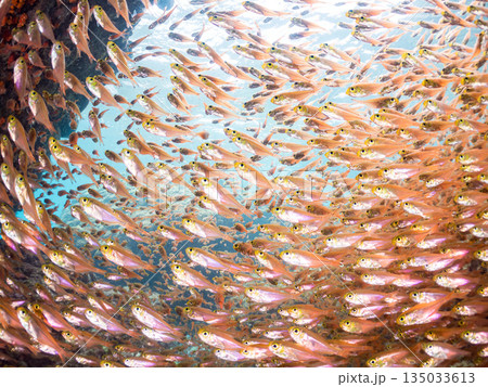 キンメモドキ大群。ヒリゾ浜南伊豆町中木 静岡県伊豆半島-2025 日本有数のシュノーケリングスポット 135033613