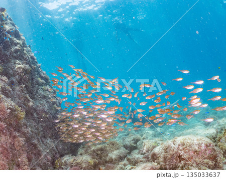 キンメモドキ大群。ヒリゾ浜南伊豆町中木 静岡県伊豆半島-2025 日本有数のシュノーケリングスポット 135033637