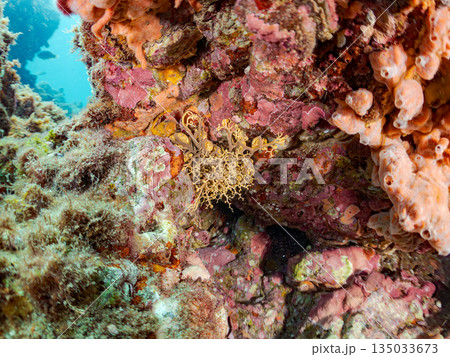 触手が蠢くテヅルモヅル（ヒトデ）ヒリゾ浜南伊豆町中木 静岡県伊豆半島-2025 日本有数のシュノーケ 135033673