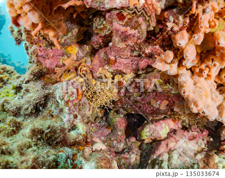 触手が蠢くテヅルモヅル(ヒトデ)ヒリゾ浜南伊豆町中木 静岡県伊豆半島-2025 日本有数のシュノーケ 触手が蠢くテヅルモヅル(ヒトデ)ヒリゾ浜南伊豆町中木 静岡県伊豆半島-2025 日本有数のシュノーケ 135033674