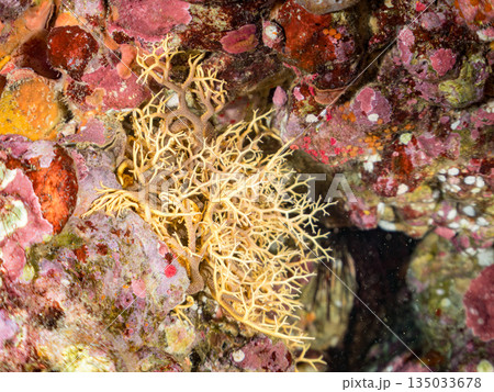 触手が蠢くテヅルモヅル(ヒトデ)ヒリゾ浜南伊豆町中木 静岡県伊豆半島-2025 日本有数のシュノーケ 触手が蠢くテヅルモヅル(ヒトデ)ヒリゾ浜南伊豆町中木 静岡県伊豆半島-2025 日本有数のシュノーケ 135033678