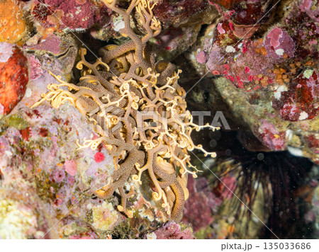 触手が蠢くテヅルモヅル（ヒトデ）ヒリゾ浜南伊豆町中木 静岡県伊豆半島-2025 日本有数のシュノーケ 135033686