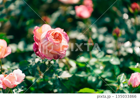 Delicate Pink and Peach Roses Surrounded by Lush Green Leaves in a Vibrant Floral Display for Nature Lovers and Garden Enthusiasts Delicate Pink and Peach Roses Surrounded by Lush Green Leaves in a Vibrant Floral Display for Nature Lovers and Garden Enthusiasts 135033866