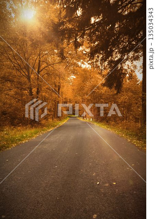 Country road is winding through autumn forest in flat design, showing fallen leaves and sun flares 135034343
