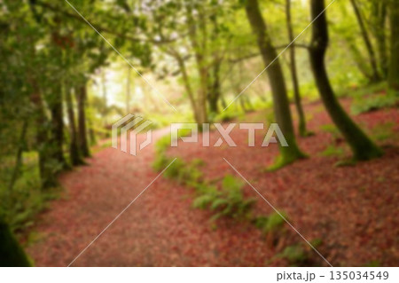 Leaves covering footpath Leaves covering footpath 135034549