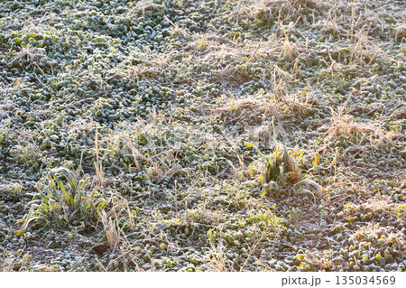 降霜、霜降り 135034569