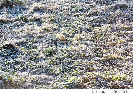 降霜、霜降り 降霜、霜降り 135034580