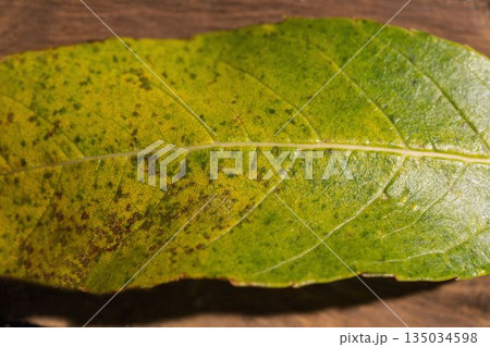 Green leaf on wooden surface 135034598