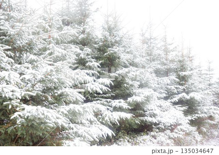 Snow covered trees against sky 135034647