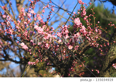 青空背景の紅梅の花 青空背景の紅梅の花 135034919