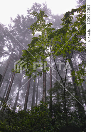 霧に包まれた森を見上げる深緑の風景 135035363