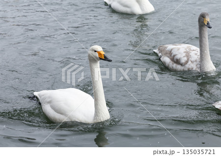水面を泳ぐ白鳥 135035721