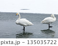 湖に浮かぶ白鳥 135035722