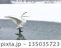 氷上を走る白鳥 135035723