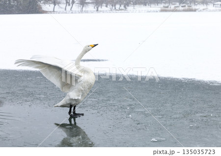 氷上を走る白鳥 135035723