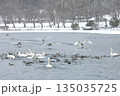 雪の舞う中を飛ぶハクチョウの群れ 135035725