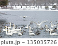 吹雪の川に飛来したハクチョウ 135035726