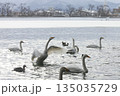 凍結した湖に浮かぶオオハクチョウ 135035729