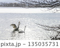 凍結した湖に浮かぶ白鳥 135035731