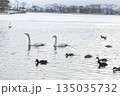 氷の上を進む白鳥 135035732