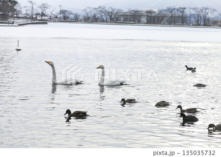 氷の上を進む白鳥 氷の上を進む白鳥 135035732