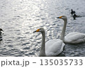 湖面に浮かぶ白鳥 135035733