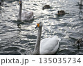 川を泳ぐ白鳥 135035734
