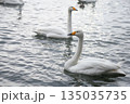 水面に浮かぶ白鳥 135035735