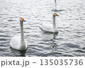 湖に浮かぶ白鳥 135035736