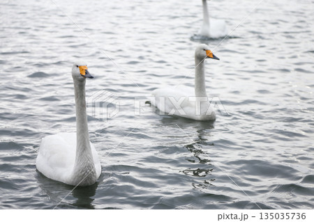 湖に浮かぶ白鳥 135035736