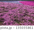芝桜 135035861