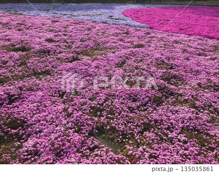 芝桜 芝桜 135035861
