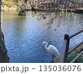 池と一羽のシラサギ 135036076