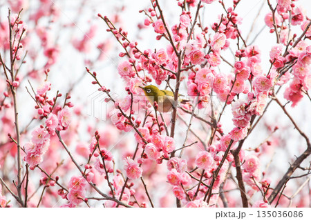 梅の花の蜜を求めるメジロ 135036086