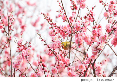 梅の花の蜜を求めるメジロ 135036087