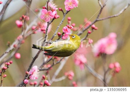 梅の花の蜜を求めるメジロ 135036095