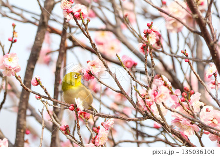 梅の花の蜜を求めるメジロ 135036100