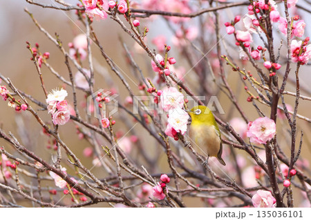 梅の花の蜜を求めるメジロ 135036101
