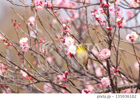 梅の花の蜜を求めるメジロ 梅の花の蜜を求めるメジロ 135036102