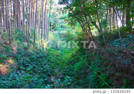 諏訪原城跡 土塁 島田 諏訪原城跡 土塁 島田 135036295